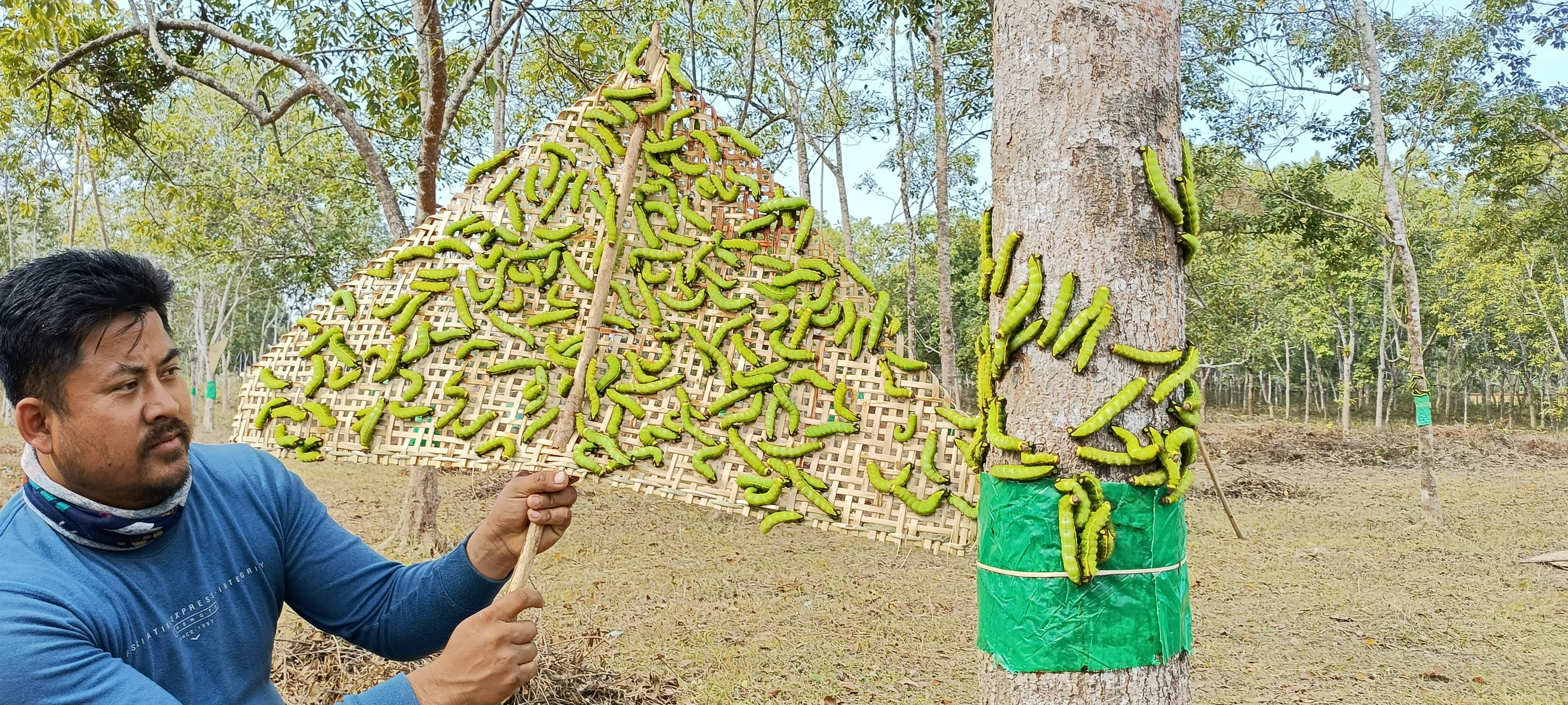 Muga rearing at MSDP, Borahibari